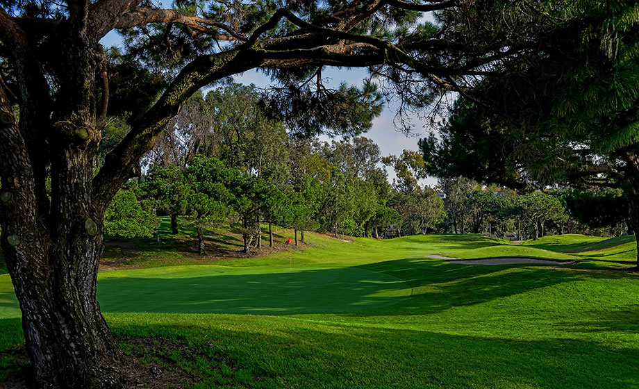 lomas tree green shadow